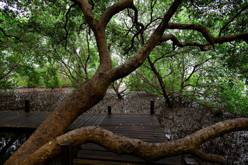 Obraz premium The big tree in the mangrove forest and boardwalk to admire the beauty of the jungle.Rayong,Thailand