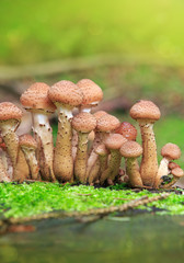 Agaric honey fungus in autumn forest.
