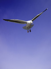 Seagull in flight