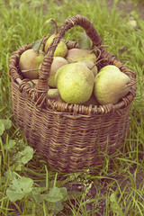 pears in basket