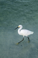 Egret