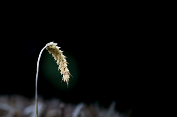 Weizen Ähre leuchtet im Abendlicht