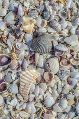 Sea Shells