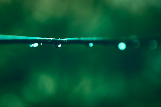 Abstract Monotone Green Scene Of Water Drop On A Wire With Blurred Background. Use For Background.