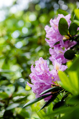 Violet rhododendron blooms against the background of green grass 