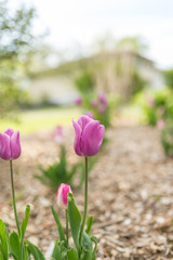 Pink tulips