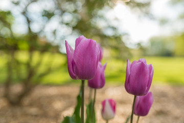 Fototapeta premium Pink tulips