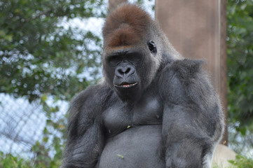 Gorilla
