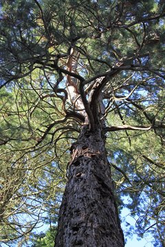 Canadian Redwood Oak