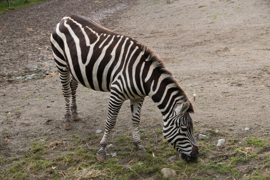 Fototapeta Zebra