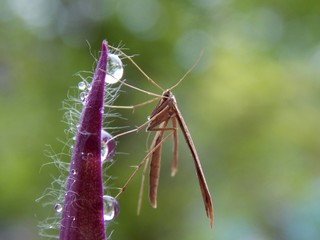 moth on the plant and drops of rain