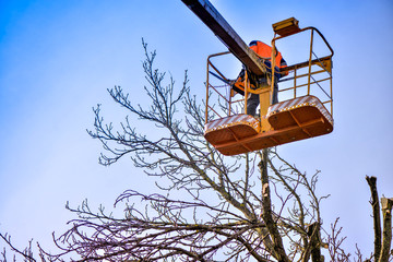 Tree pruning and sawing by a man with a chainsaw, standing on a platform of a mechanical chair lift, on high altitude between the branches of old, big oak tree. Branches, timbers and sawdust falling