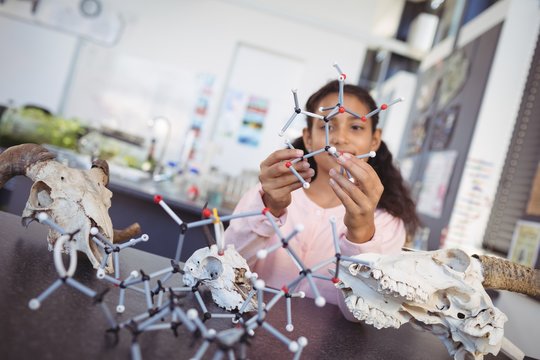 Elementary student examining molecule model by animal skull on