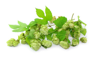 Hopfen