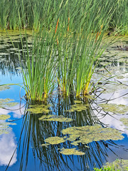 Reflection of cattails in pond with clouds and blue sky 4