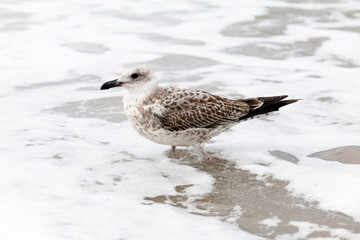 Close up of a seagull in the beach
