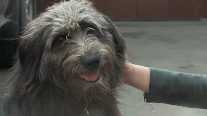 Closeup of a female hand stroking a shaggy dog that smiles into the camera