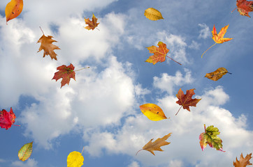 falling autumn leaves in blue sky with white clouds