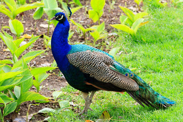 Obraz premium Closeup shot of big adult peacock
