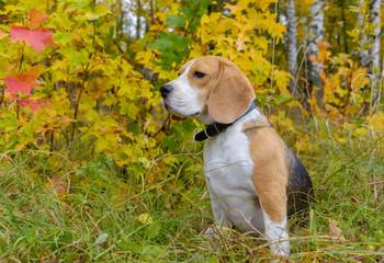 Beagle dog on a background of autumn forest