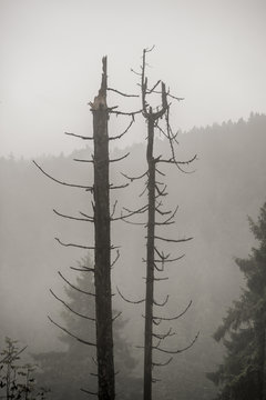Tote B&auml;ume im Harz (Silberwald)