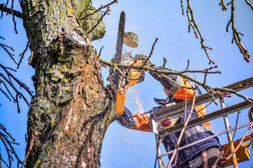 Tree pruning and sawing by a man with a chainsaw, standing on a platform of a mechanical chair lift, on high altitude between the branches of old, big oak tree. Branches, timbers and sawdust falling - obrazy, fototapety, plakaty