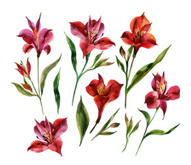 Watercolor Alstroemeria flowers set isolated on white background.