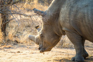 Fototapeta premium Closeup of Black Rhinoceros with Red-billed Oxpecker bird on horn