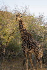 Shy giraffe hiding in the trees