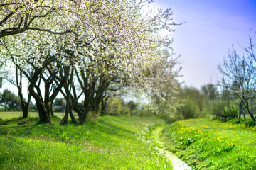 Shot of blooming cherry trees next to ditch with water, meadow full of yellow flowers. Spring time, sunny day, animals, nature is awakening, birds are singing, Fresh, aromatic air. Bees seeking nectar