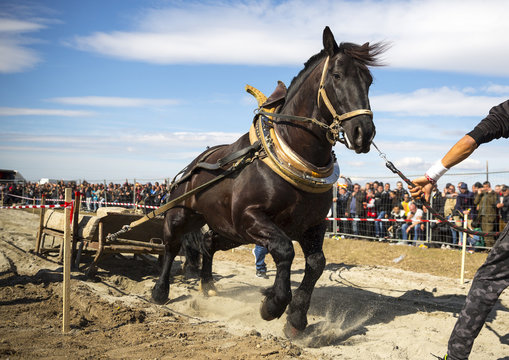 Horse heavy pull tournament