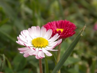 Obraz premium two flowers in the meadow