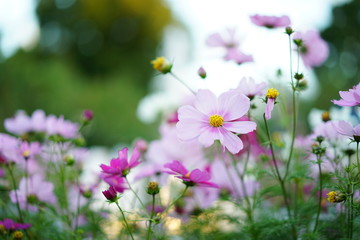Obraz premium 港の見える丘公園のコスモス