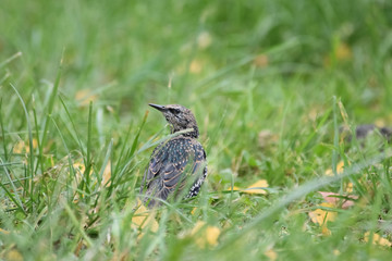 Starling bird. Getting ready for winter migration. Shot taken in one of the Moscow parks.