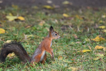 Naklejka na ściany i meble Squirrel. Getting ready for winter, fur is changing from ginger to grey.