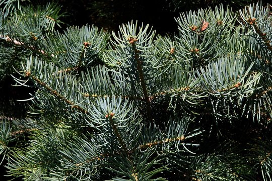 green needles of pine tree closeup