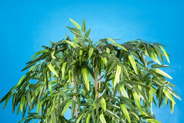A bamboo tree in a pot on a blue background