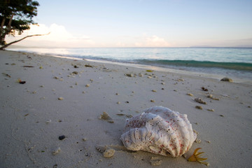  big tropical seashell on sand at sunrise