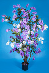 Lilac bush in a pot on a blue background