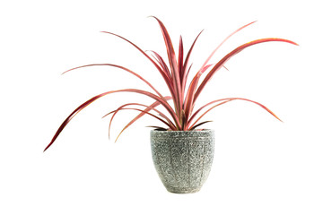 Fototapeta na wymiar Red potted plant, trees in the pot isolated on white background.
