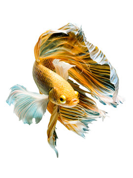 The Betta Siamese fighting fish, Betta splendens Pla-kad ( biting fish ) Thai. (Halfmoon big ears fancy yellow white blue betta ) in motion, isolated on white with clipping path