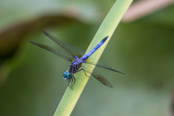 Closeup of blue and green dragonfly sitting on a leaf