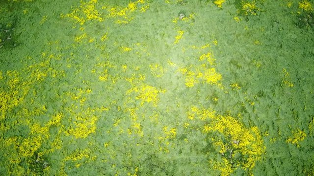 Bird eye view of the teautiful yellow goldifelds blossom at Carrizo Plain National Monument, California, U.S.A.