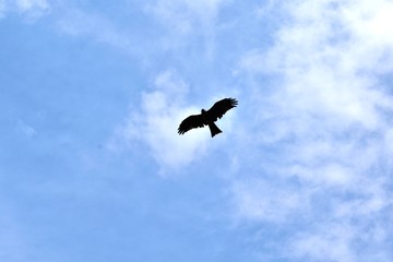 Fototapeta premium 青空とトンビのシルエット