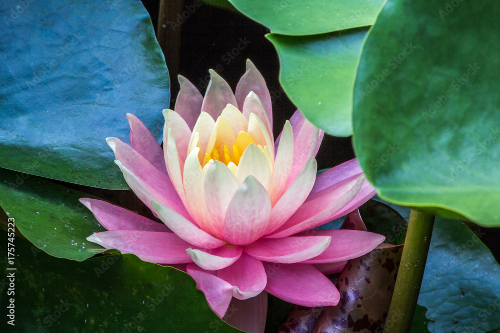 Wall mural pink water lilly flower among green leaves