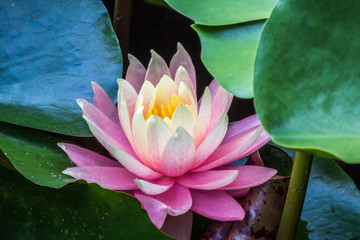Pink water lilly flower among green leaves - obrazy, fototapety, plakaty