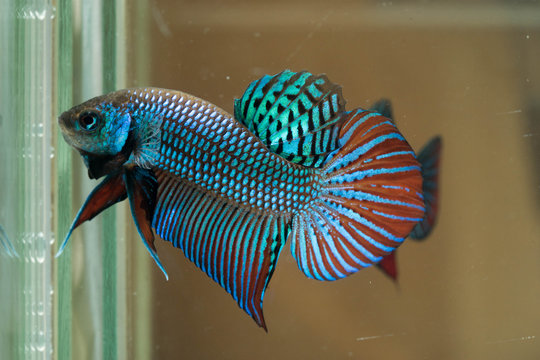 Mahachai betta.