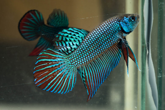 Mahachai betta.