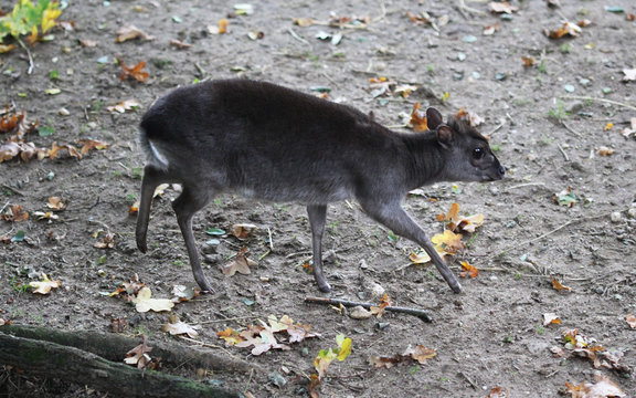 Blue Duiker (Philantomba Monticola)