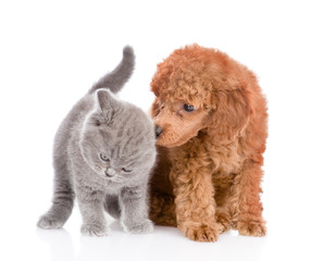 Puppy sniffing a kitten. isolated on white background